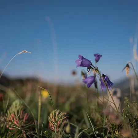 Bed & Breakfast Buchackeralm -1,5h Panoramic Walk *