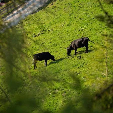 Buchackeralm Blackangusalm *