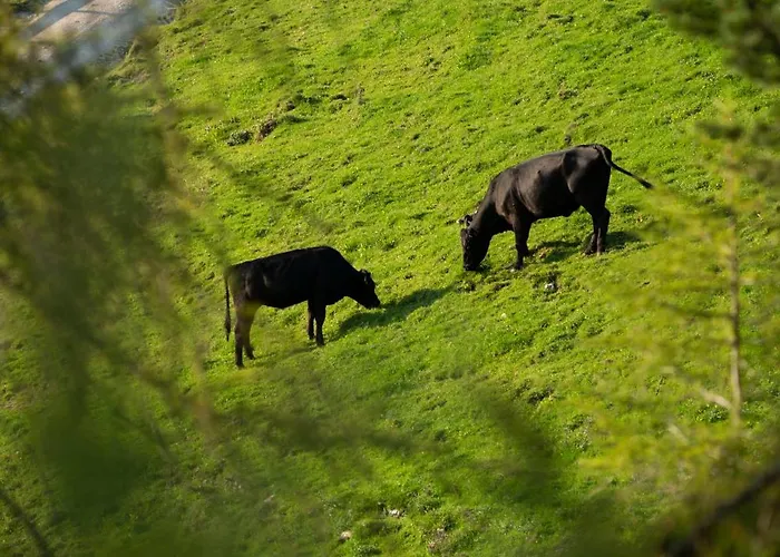 Buchackeralm -1,5h Panoramic Walk *