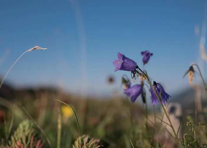 住宿加早餐酒店 Buchackeralm -1,5h Panoramic Walk *