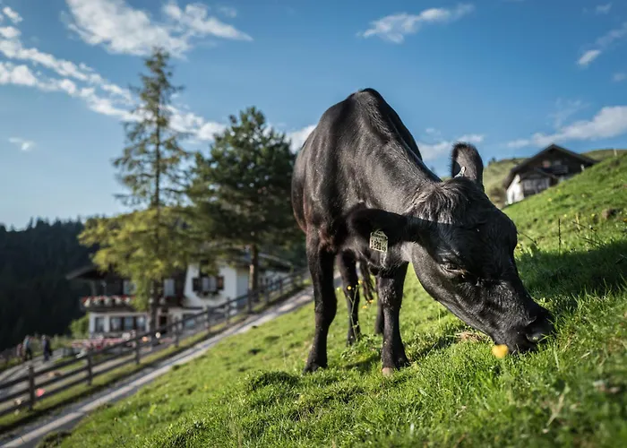 住宿加早餐酒店 Buchackeralm -1,5h Panoramic Walk *
